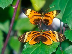 Longwing Butterfly